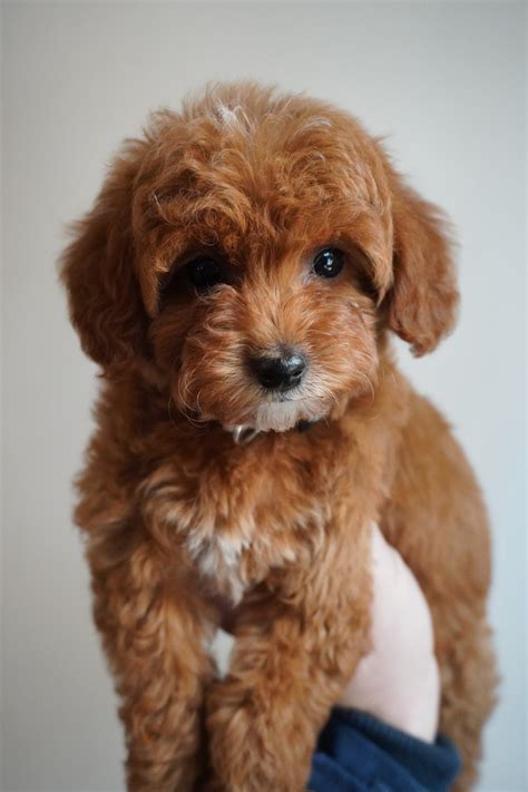Upcoming Puppies — Steel City Puppies