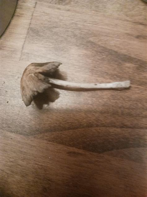 Mushroom id