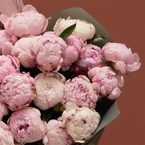 Buy Peony Galore with delivery in Dubai and other UAE cities