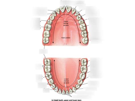 Teeth Diagram | Quizlet