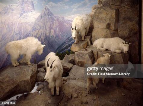 84 Mountain Diorama Stock Photos, High-Res Pictures, and Images - Getty ...