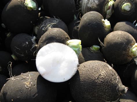 Black radish by Shihmei Barger via flickr - Food Republic