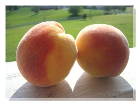 Simple Pleasures: Glorious South Carolina Peaches!