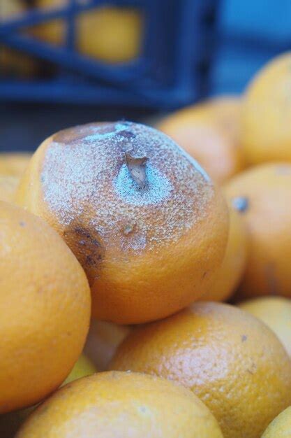 premium photo rotten orange moldy orange  table