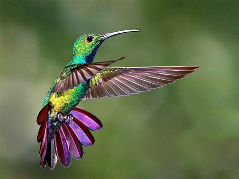 beija flor freeze frame - Pesquisa Google Pretty Birds, Love Birds ...