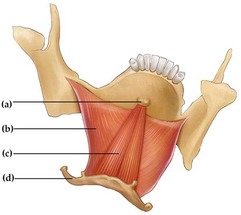 Geniohyoid muscle and neighboring structures. (a) genial tubercle, (b ...