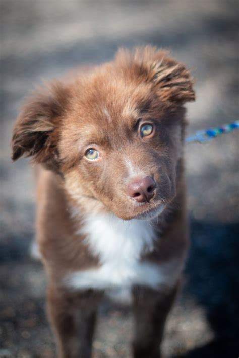 Australian Shepherd & Collie Mix – Spots Last Stop