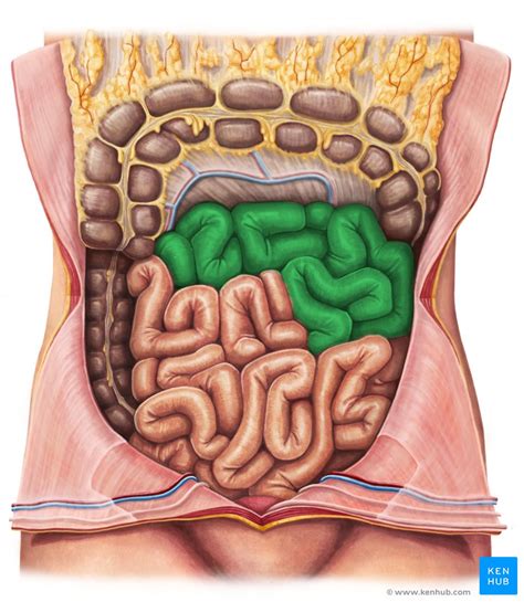 Jejunum: Anatomy, histology, function, composition | Kenhub