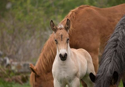 Premium Photo | Wild foal and horses