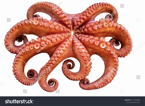 Octopus Mouth Photos, Images & Pictures | Shutterstock