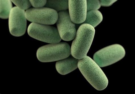 penyebaran kuman pest terminator