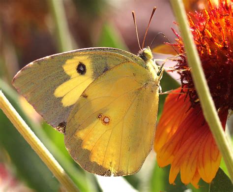 Yellow Butterflies, species, facts and photographs