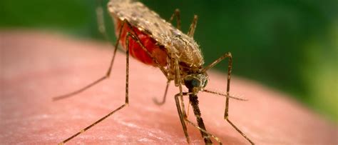 anopheles century  malaria parasite puzzle solved  ape origin