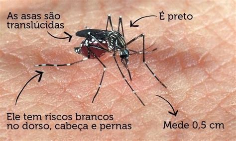 Como Fica O Local Da Picada Do Mosquito Da Dengue