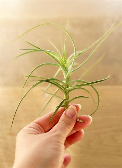 Tillandsia Confusion – Air Plant – More Succulents Please