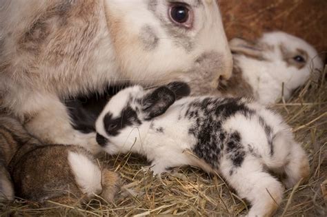 Rabbit Babies