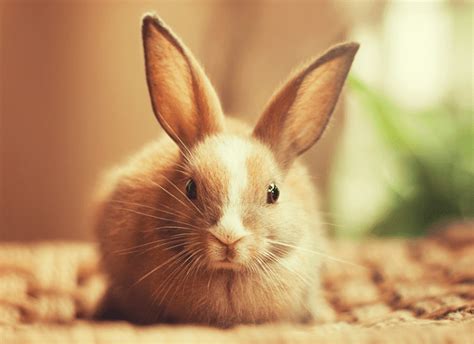 Baby Rabbit Names - What's the Cutest Name for Your Bunny?