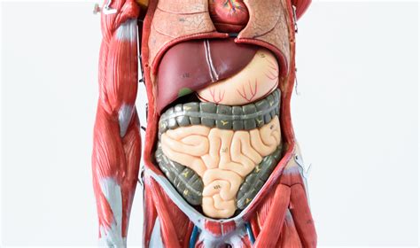 How many organs are in the human body? | Live Science