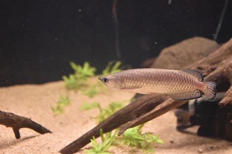 Premium Photo | Arowana at aquarium