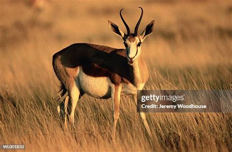 2,742 Springbok (Antelope) Stock Photos, High-Res Pictures, and Images - Getty Images