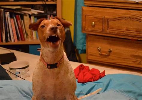 sneezing animals mirror