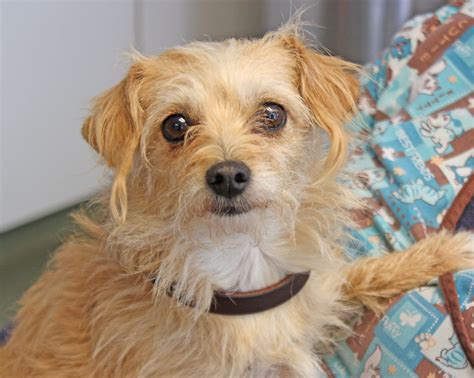 #poodle/#chihuahua mix Marley has been adopted!