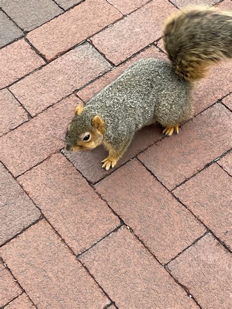 he’s actually one of the thinner squirrels on campus : r/squirrels