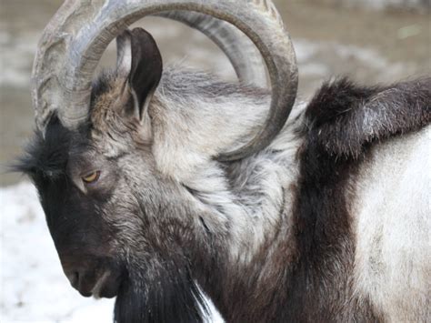 bezoar goat(mashhad zoo)1 - ZooChat