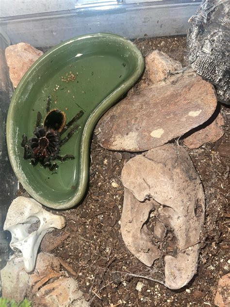 how do you tarantula injured indoors 6