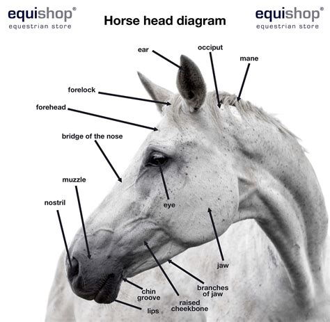 Horse Body Part Chart at Heriberto Barry blog
