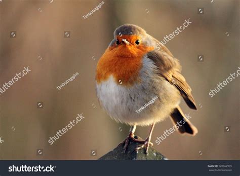 359 Fat robin bird Images, Stock Photos & Vectors | Shutterstock