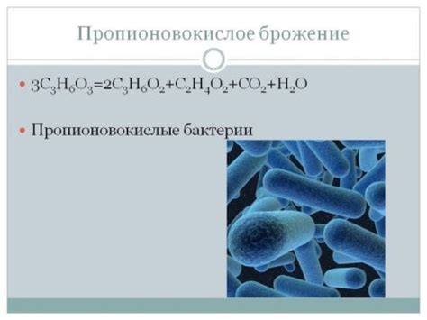 В каких продуктах содержатся пропионовокислые бактерии