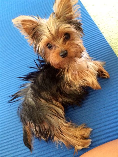 Pin on Teacup Yorkie