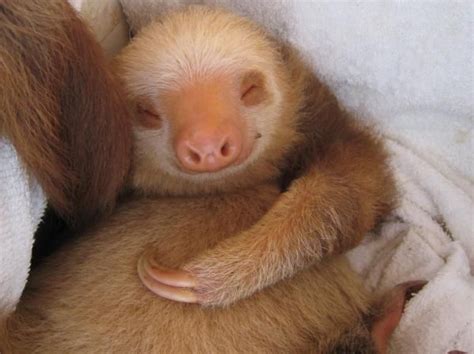 17 Best images about Sloths on Pinterest | Adrenal fatigue, Anderson ...