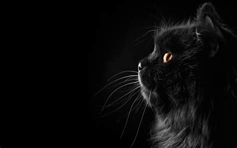 Cute Black Cat Wallpapers - Top Free Cute Black Cat Backgrounds