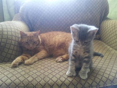 Understanding the dynamic between the cute nermal and garfield 27