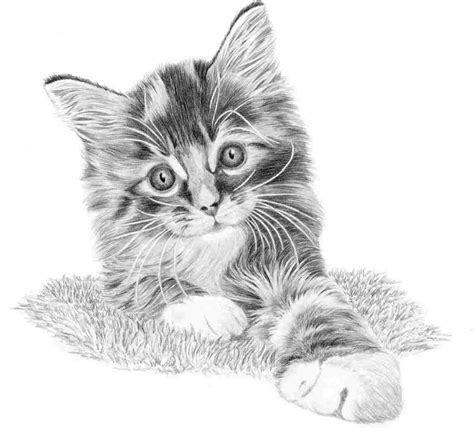 Realistic Kitten Drawing at PaintingValley.com | Explore collection of ...