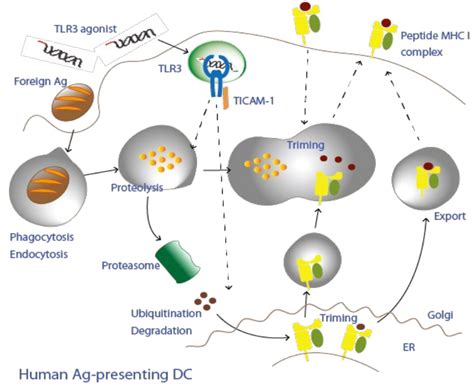 Lee Koda Japanese Family Game Show 6 7