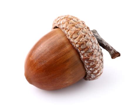 Acorn definition and meaning | Collins English Dictionary