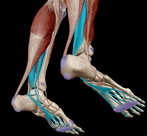 Learn Muscle Anatomy: Muscles of Plantarflexion