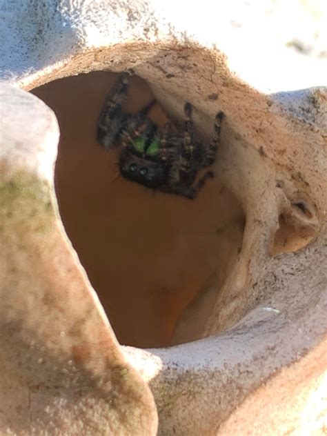 Woodland jumping spider I found in the woodland : r/spiders