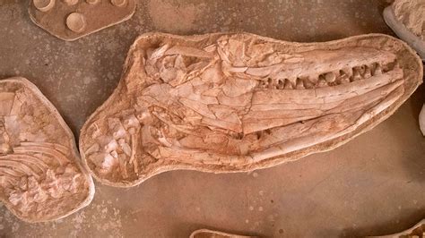 scientists discovered fossils   huge mosasaur  morocco