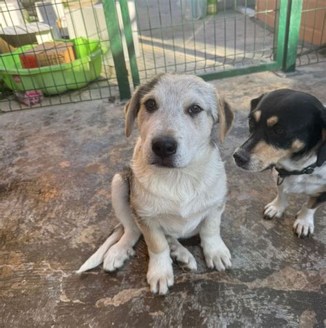 Dawn Lindsey Mckenzie Brown