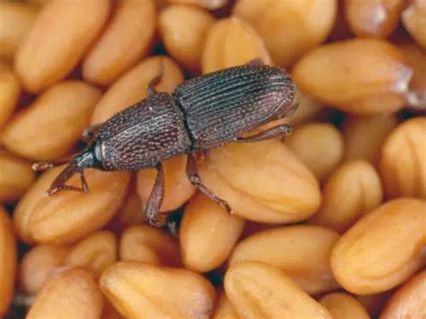 Effective Biological Methods for Wheat Weevils Control