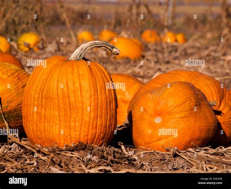 Pumpkins ready for harvesting on farm field in Autumn Stock Photo - Alamy