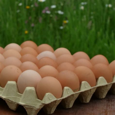 oeufs la ferme des petits bonhommes