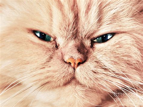 Cat face close up portrait Photograph by Michal Bednarek - Pixels