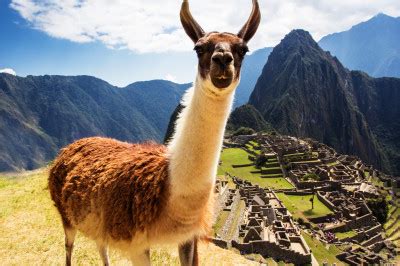 Llama at Machu Picchu, Peruvian Andes jigsaw puzzle in Animals puzzles ...