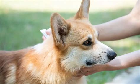 5 Easy Steps To Safely Apply Advantage To Your Furry Friend