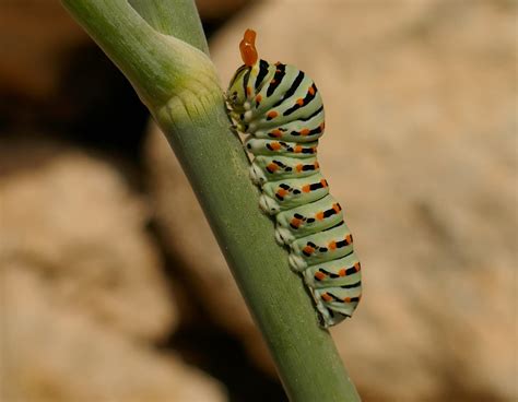 lets love larvae butterfly conservation ireland